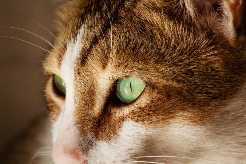 Pic of cat in sharjah stock photo. Image of sharjah 135516884