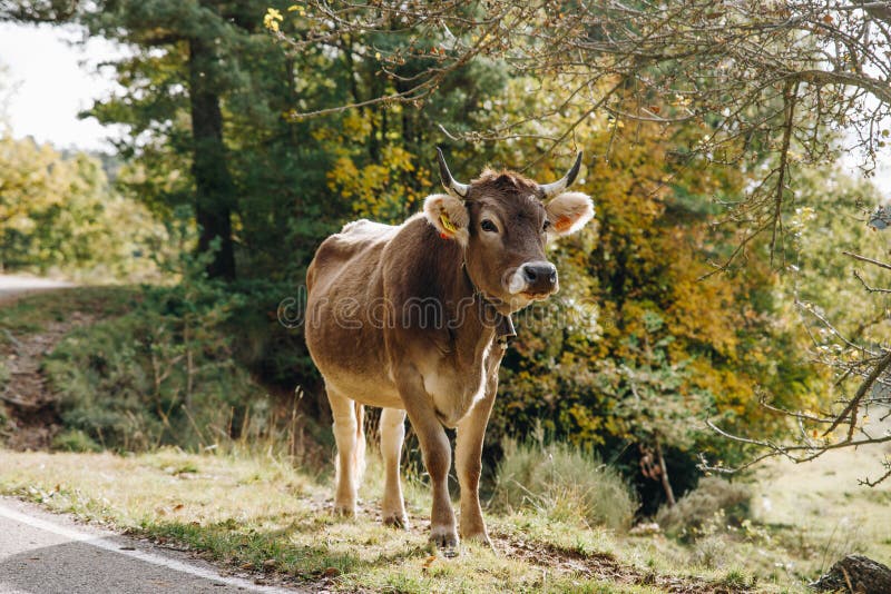 Cow in the forest landscape royalty free stock photo Cow in the forest landscape royalty free stock photo