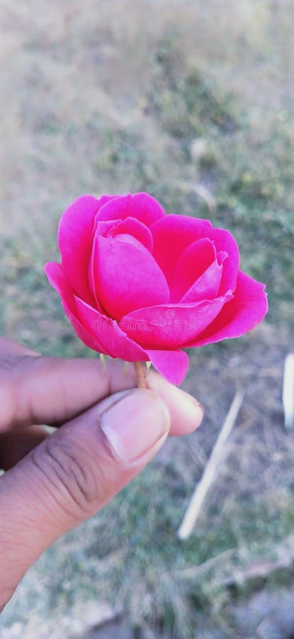 Pic di Rose Lovely fotografie stock libere da diritti Pic di Rose Lovely fotografie stock libere da diritti