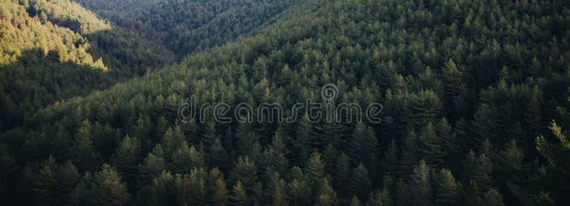Panoramic landscape of pine tree forest stock photo Panoramic landscape of pine tree forest stock photo