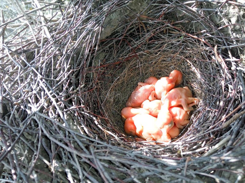 Pica De Pica Le Nid De La Pie Image stock Image du débutant, animal