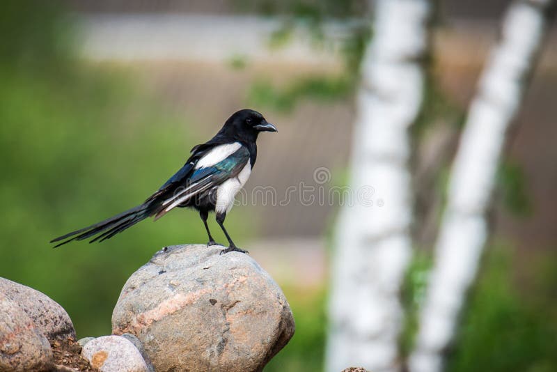 Pica pica silvestre fecha fotografia de stock