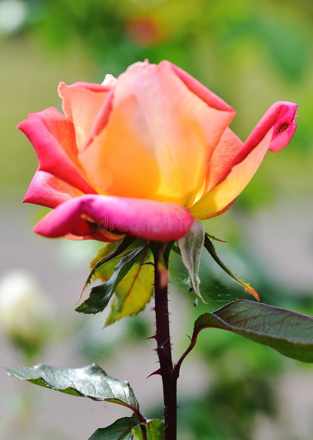 no name picadilly rose