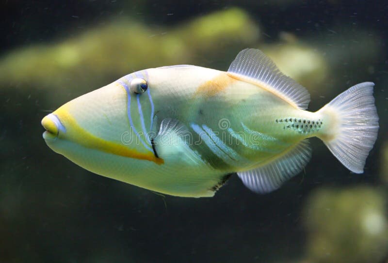 Picasso Triggerfish 3