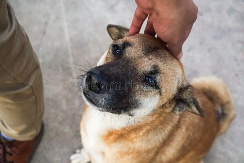 Picchiettio maschio della mano la testa di cane randagio immagini stock libere da diritti Picchiettio maschio della mano la testa di cane randagio immagini stock libere da diritti