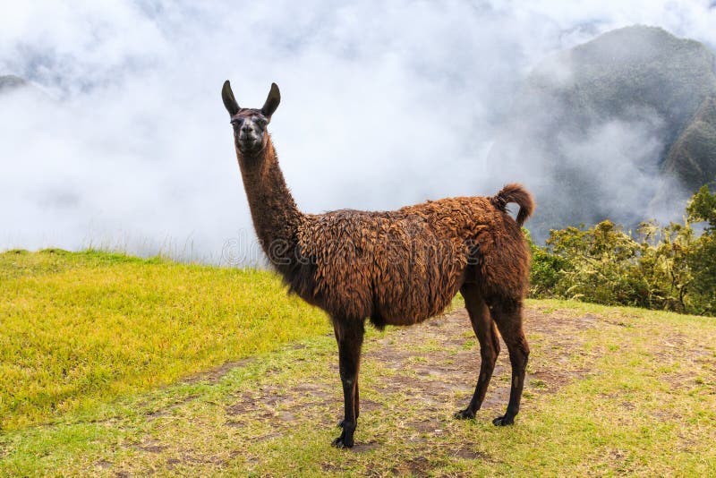 picchu Перу machu стоковые изображения picchu Перу machu стоковые изображения