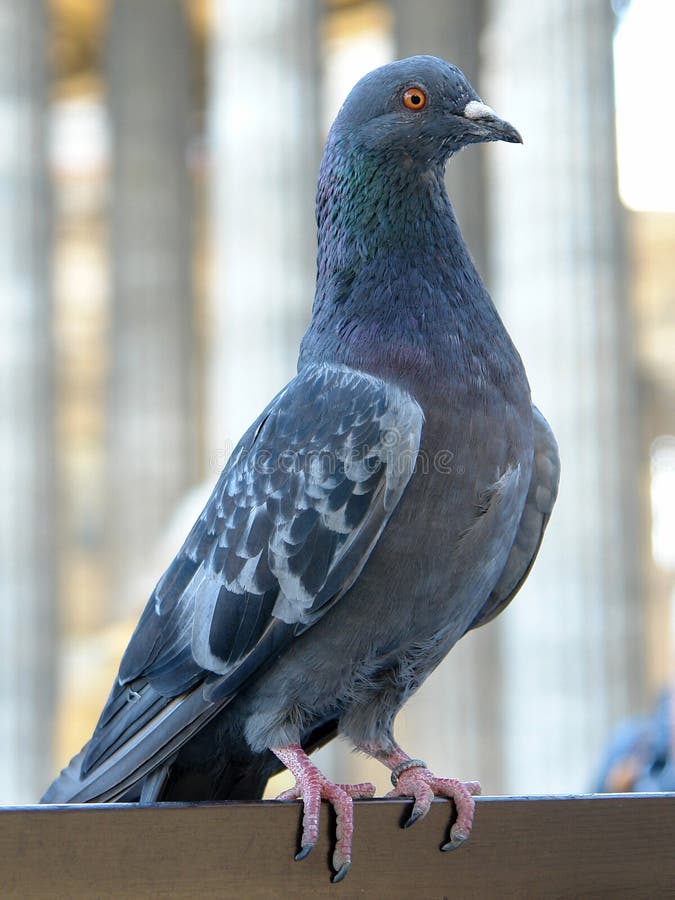 Pigeon crouching on the back lean of a chair in a cafe. Pigeon crouching on the back lean of a chair in a cafe