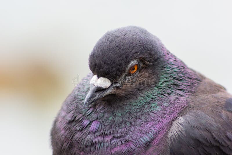 Piccione di piccione con piume multicolore, vicino a un piccione. Un piccione con piume multicolore vicino a un comune piccione