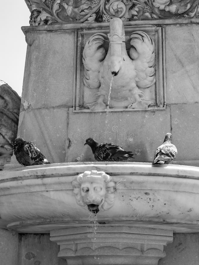 Piccioni che bagnano nella fontana sotto la statua di Walther von der Vogelweide su Walther Square a Bolzano, Italia fotografia stock Piccioni che bagnano nella fontana sotto la statua di Walther von der Vogelweide su Walther Square a Bolzano, Italia fotografia stock