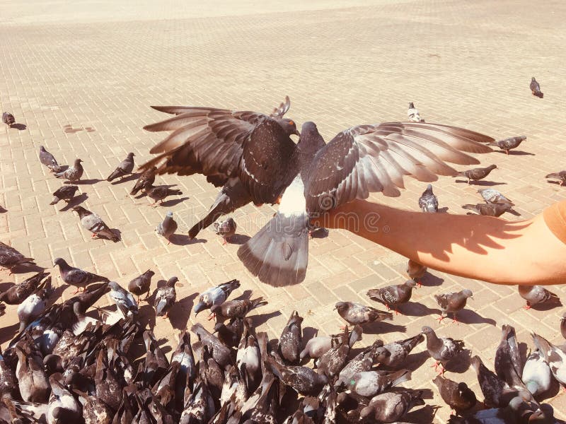 Piccioni e colombe sulla via all'aperto che camminano immagine stock libera da diritti Piccioni e colombe sulla via all'aperto che camminano immagine stock libera da diritti