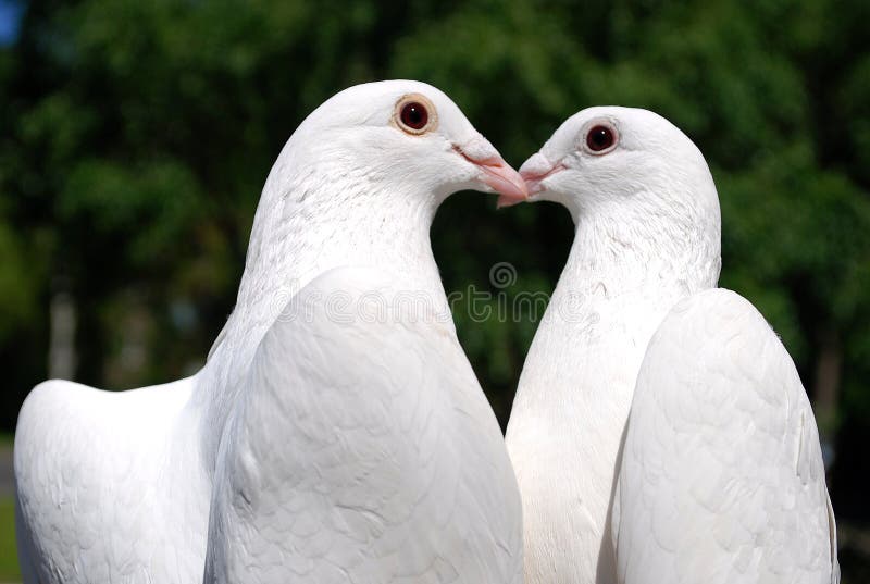Piccioni nell'amore immagini stock libere da diritti Piccioni nell'amore immagini stock libere da diritti