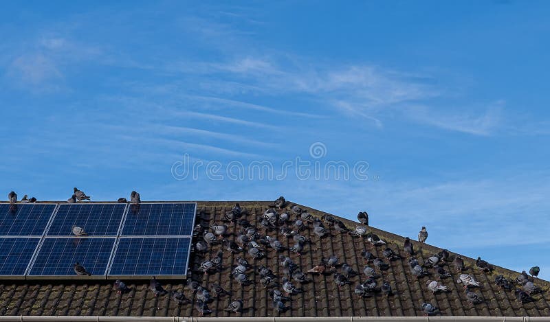 Piccioni sul tetto immagine stock