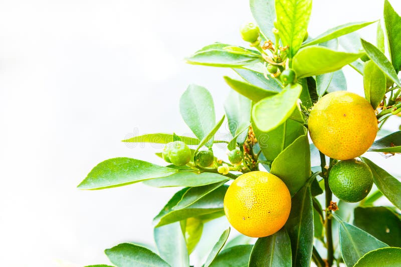 Bello Piccolo Albero Da Frutto Arancio Immagine Stock Immagine di