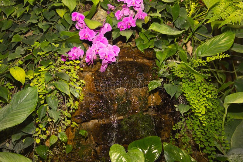 Piccola cascata tropicale fra le piante verdi e le orchidee rosa immagini stock Piccola cascata tropicale fra le piante verdi e le orchidee rosa immagini stock