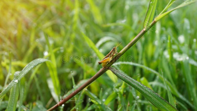 Piccola cavalletta sulla foglia dell'erba di mattina fotografia stock libera da diritti Piccola cavalletta sulla foglia dell'erba di mattina fotografia stock libera da diritti
