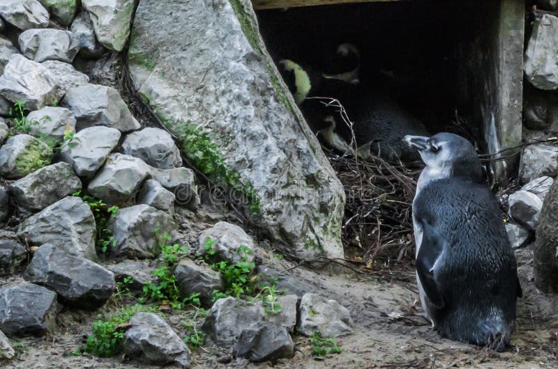 Piccola condizione blu nana del pinguino davanti ad una caverna fotografie stock Piccola condizione blu nana del pinguino davanti ad una caverna fotografie stock