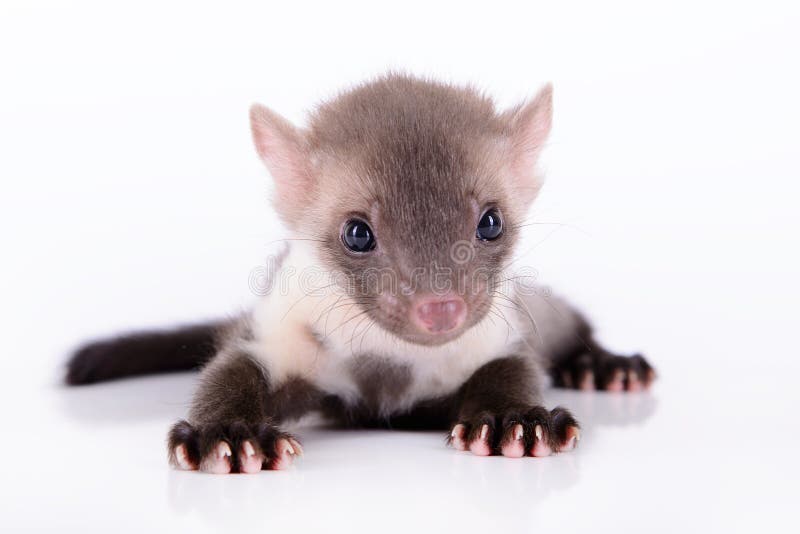 Piccola martora animale fotografie stock libere da diritti