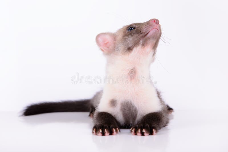Piccola martora animale immagine stock