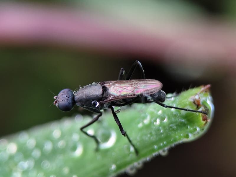 Piccola mosca nera con ali iridescenti appoggiata su una foglia verde umida di chiusura dettagliata. immagini stock libere da diritti
