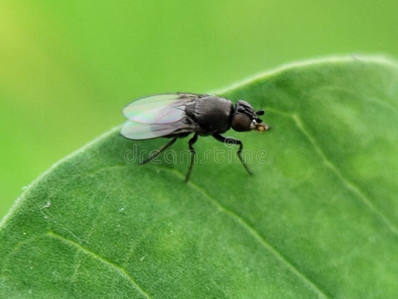 Piccola mosca nera con ali traslucide appoggiata su una foglia verde tritata. Chiusura dettagliata. immagine stock