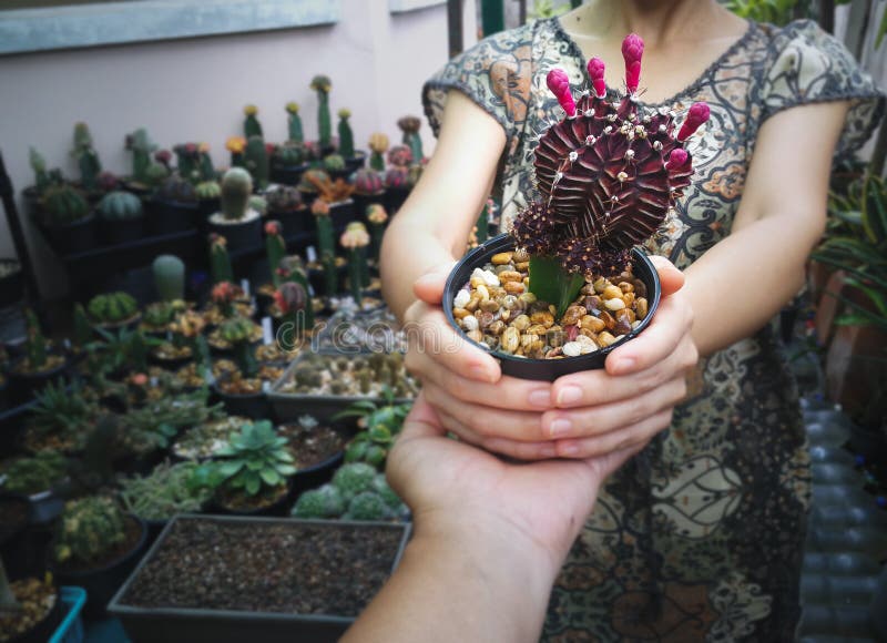 Piccola pentola di cactus con le mani d'amore asiatiche al cactus mini fotografia stock libera da diritti