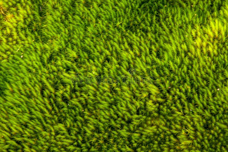 Piccola pianta del muschio fotografie stock