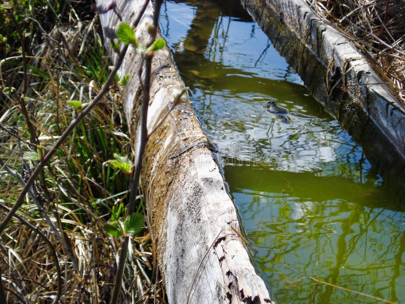 Piccola rana in acqua fotografia stock libera da diritti Piccola rana in acqua fotografia stock libera da diritti