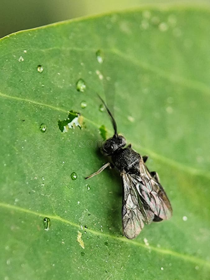 Piccola vespa scura su una foglia verde umida chiusura dettagliata con goccioline d'acqua. fotografia stock libera da diritti