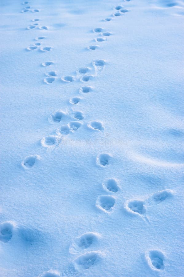 Piccole impronte di animali sulla neve immagine stock libera da diritti
