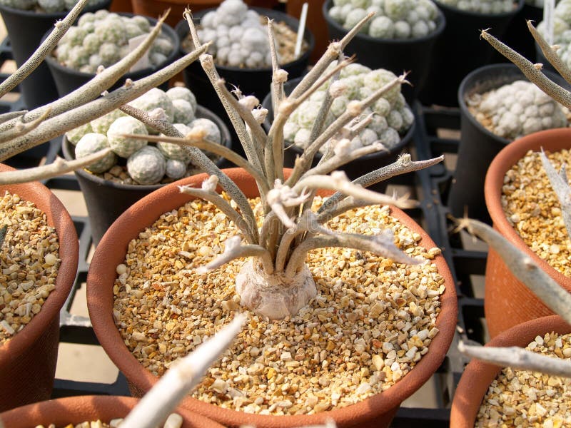 Piccoli alberi che si sviluppano dai tiri immagini stock Piccoli alberi che si sviluppano dai tiri immagini stock