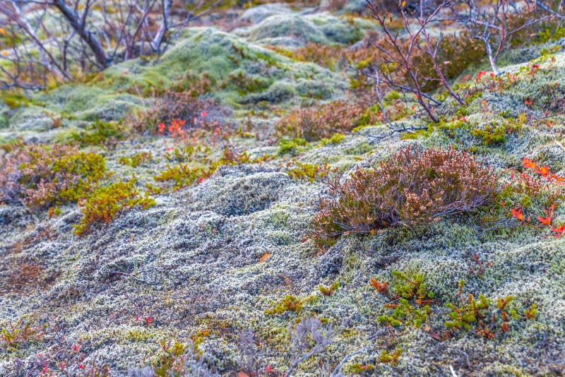 Piccoli alberi licheni e del muschio spesso che crescono sul pavimento il più forrest bagnato dell'Islanda immagine stock libera da diritti