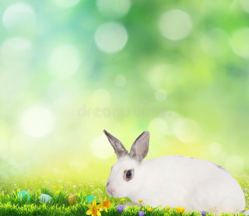 Piccoli coniglietto ed uova di Pasqua svegli su erba verde fotografia stock Piccoli coniglietto ed uova di Pasqua svegli su erba verde fotografia stock