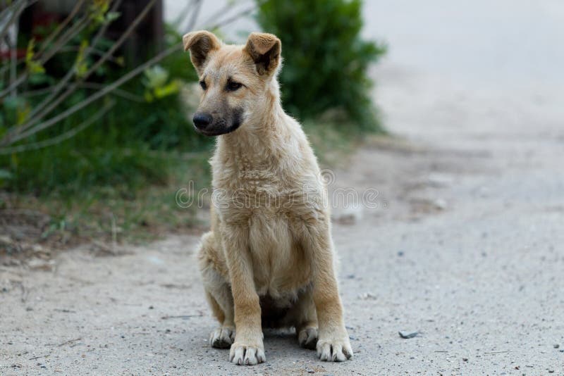 Piccoli cuccioli dei cani randagi fotografia stock libera da diritti Piccoli cuccioli dei cani randagi fotografia stock libera da diritti