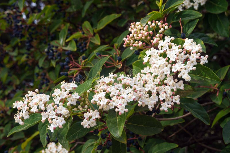 Piccoli fiori bianchi del tinus di viburno dell'alloro di viburno Albero Mediterraneo con i piccoli fiori bianchi o rosa e le bac fotografie stock libere da diritti Piccoli fiori bianchi del tinus di viburno dell'alloro di viburno Albero Mediterraneo con i piccoli fiori bianchi o rosa e le bac fotografie stock libere da diritti