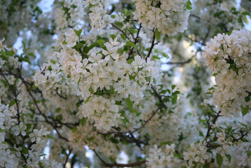 Piccoli Fiori Bianchi Su Un Albero Fotografia Stock Immagine Di Pacifico Fogli 71062902