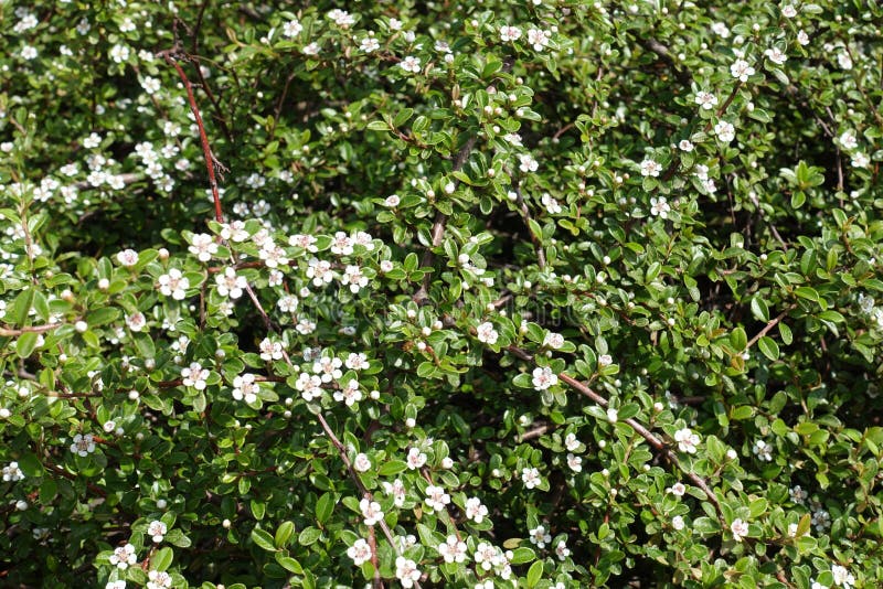 Piccoli fiori bianchi sui rami dei horizontalis di Cotoneaster