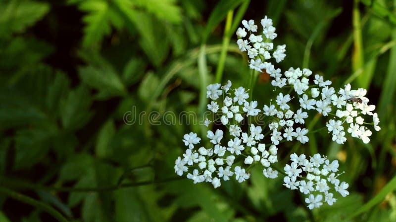 Piccoli fiori bianchi Vista superiore