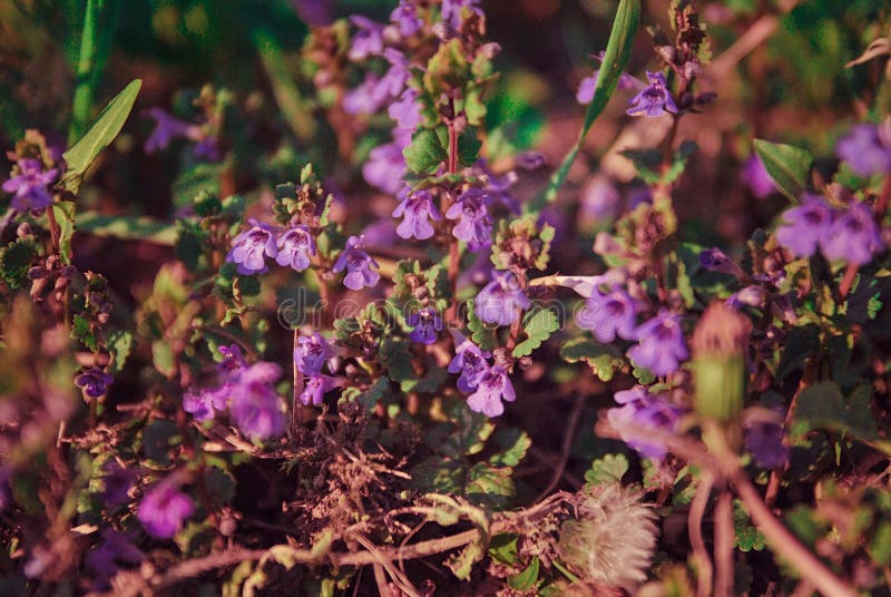 Piccoli fiori porpora selvaggi nel campo fotografia stock libera da diritti Piccoli fiori porpora selvaggi nel campo fotografia stock libera da diritti