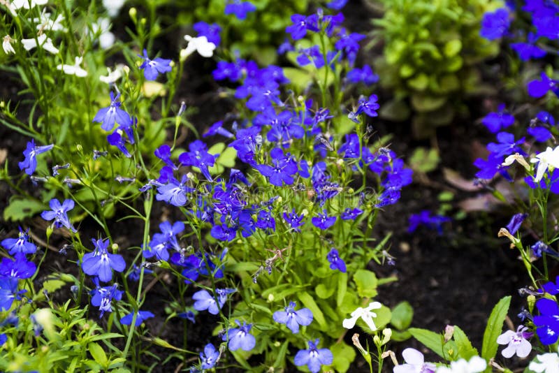 Piccoli fiori selvaggi variopinti in foresta fotografia stock libera da diritti Piccoli fiori selvaggi variopinti in foresta fotografia stock libera da diritti