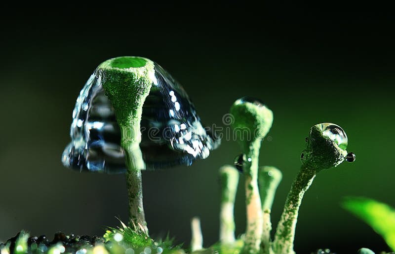 Piccoli funghi del muschio immagine stock libera da diritti