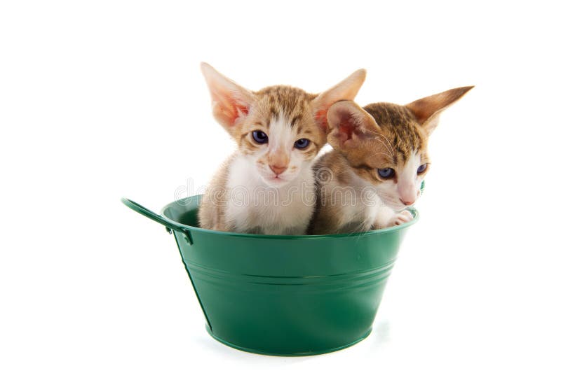 Piccoli gatti in benna verde fotografia stock libera da diritti Piccoli gatti in benna verde fotografia stock libera da diritti