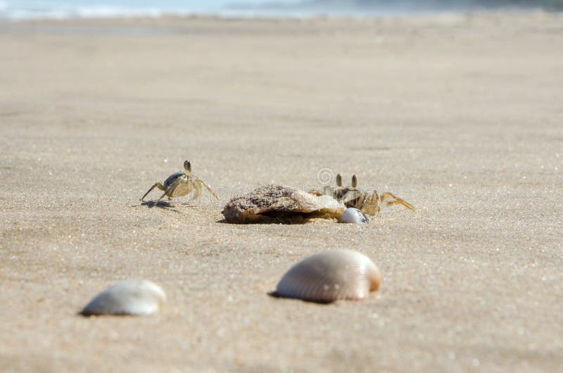 Piccoli granchi della sabbia sulla sabbia della spiaggia del mare Primo piano immagini stock Piccoli granchi della sabbia sulla sabbia della spiaggia del mare Primo piano immagini stock