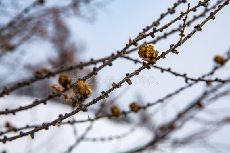 Piccoli urti su un ramo nell'inverno fotografia stock libera da diritti Piccoli urti su un ramo nell'inverno fotografia stock libera da diritti