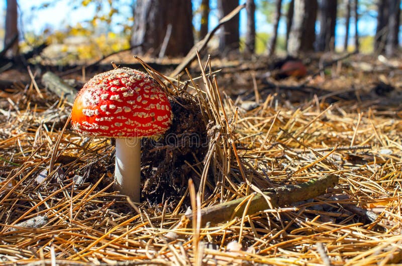 Piccolo amanita che cresce in un'abetaia immagine stock Piccolo amanita che cresce in un'abetaia immagine stock
