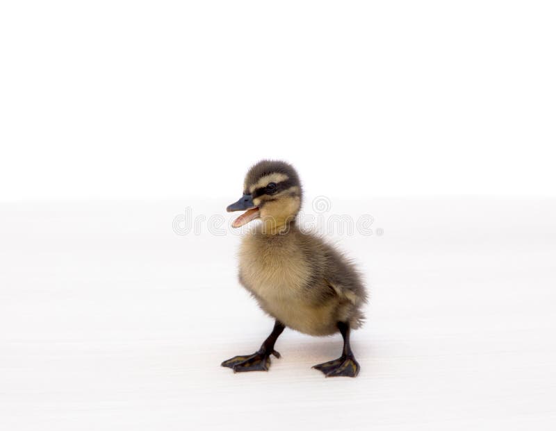 Cute little duckling isolated on a white background. Cute little duckling isolated on a white background