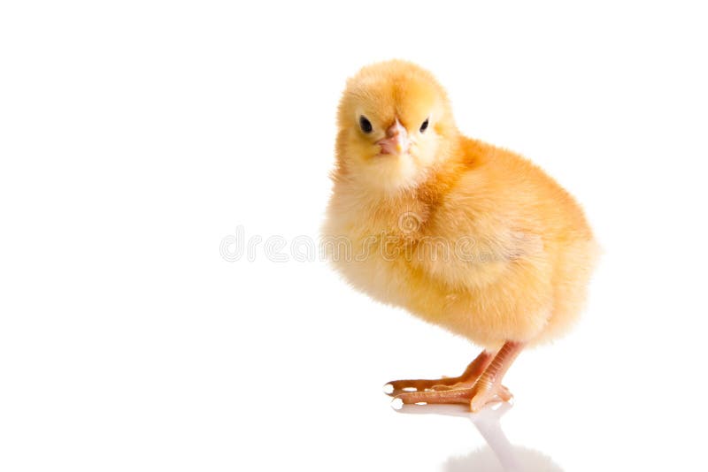 Piccolo animale del pollo isolato