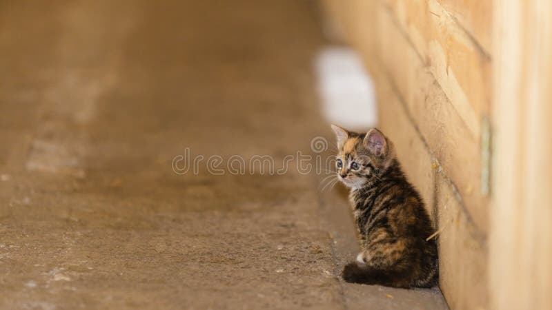 Piccolo animale domestico sveglio del gatto del gattino del gattino fotografia stock libera da diritti Piccolo animale domestico sveglio del gatto del gattino del gattino fotografia stock libera da diritti