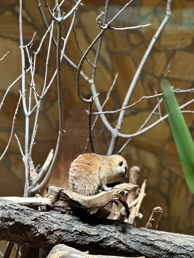 Piccolo animale seduto su un tronco immagine stock libera da diritti