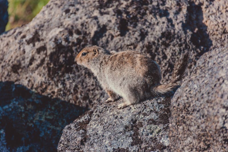 Piccolo animale sta su una roccia di fronte a un vulcano immagini stock