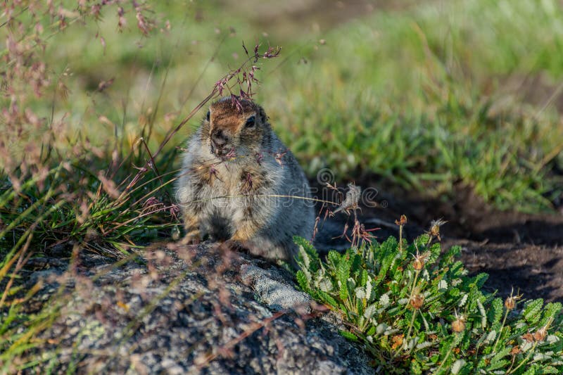 Piccolo animale sta su una roccia di fronte a un vulcano fotografia stock libera da diritti